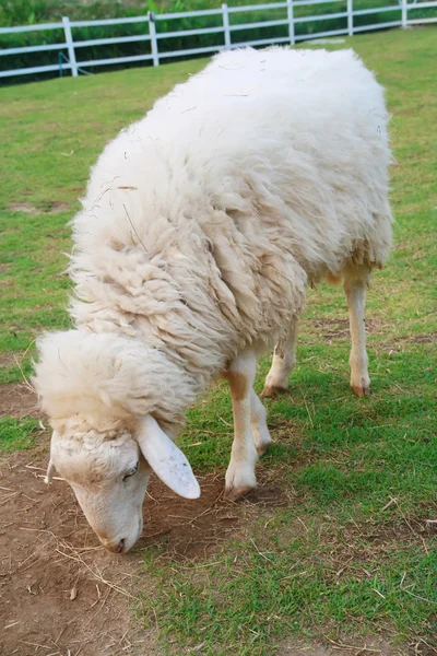 Una oveja blanca en el campo —  Fotos de Stock