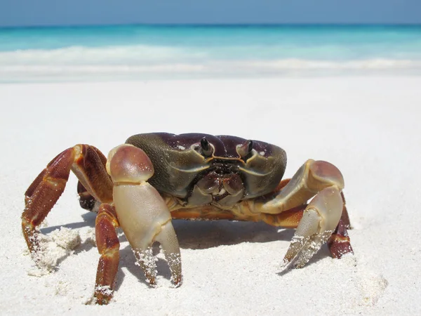 Röd krabba på stranden, tachai island, similan ö grupp, phang ng — Stockfoto