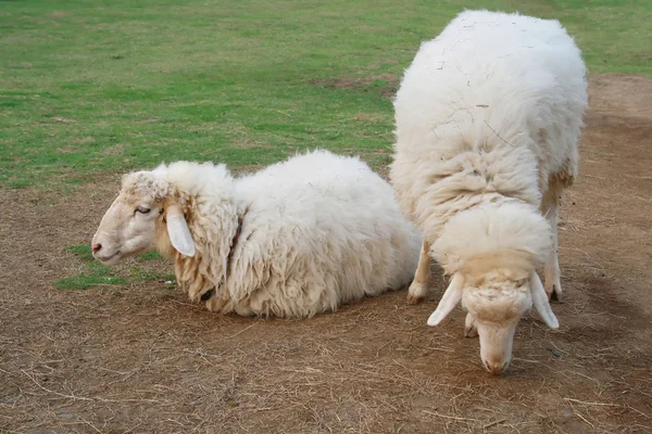 Дві вівці в зеленому трав'яному полі — стокове фото