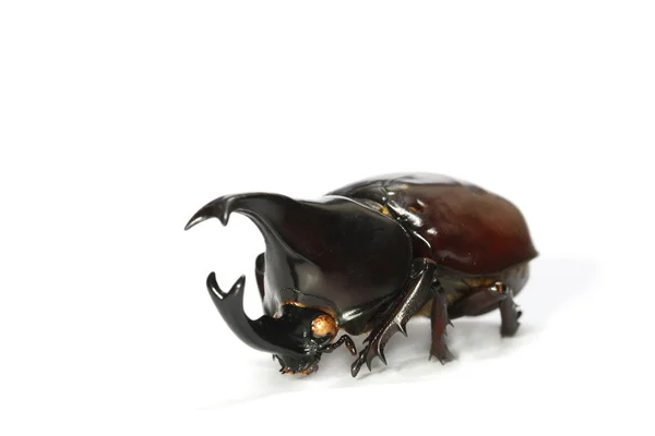 Rogaty nosorożec beetle na białym tle — Zdjęcie stockowe