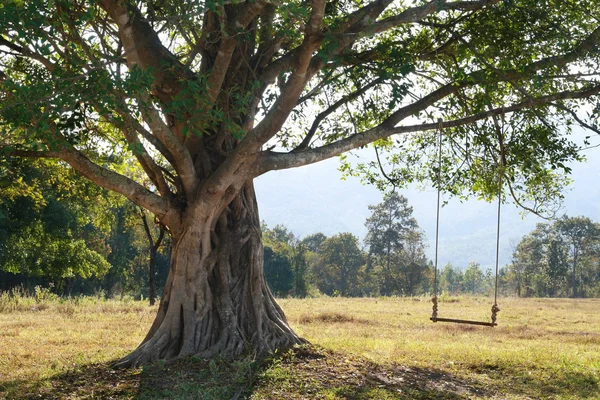 Árbol grande con columpio en el campo verde, Chiang Mai, Tailandia —  Fotos de Stock