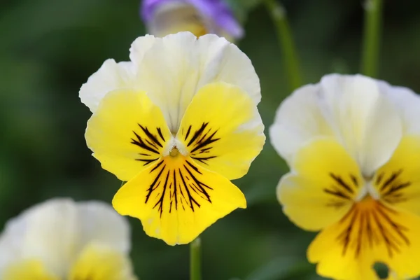 Flor de grama selvagem amarelo — Fotografia de Stock