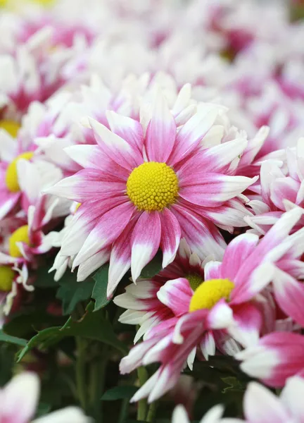Taze Pembe çiçek — Stok fotoğraf