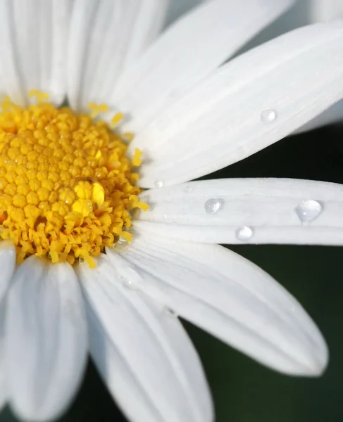 Water dew drop on daisy flower — Stock Photo, Image