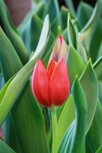 Rote Tulpenknospe — Stockfoto