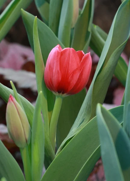 Rote Tulpenknospe — Stockfoto