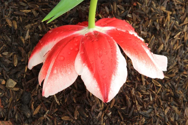 Tulipe rouge sur le sol — Photo