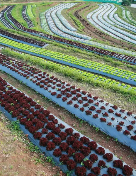 Huerto de lechuga — Foto de Stock