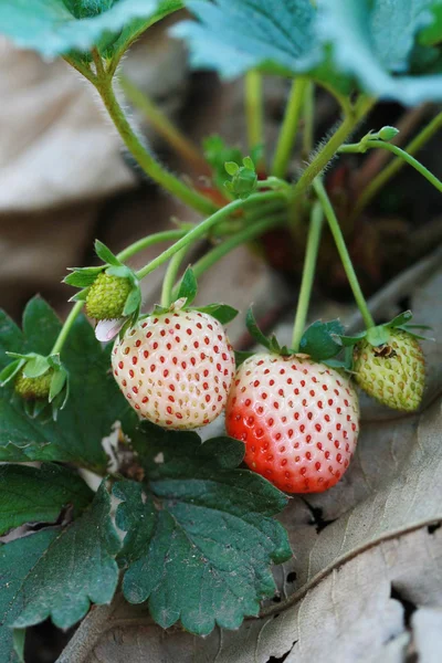 Group strawberry in garden — Stock Photo, Image