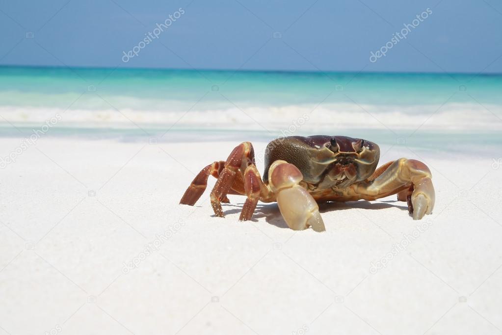 Crab on beach, Thailand