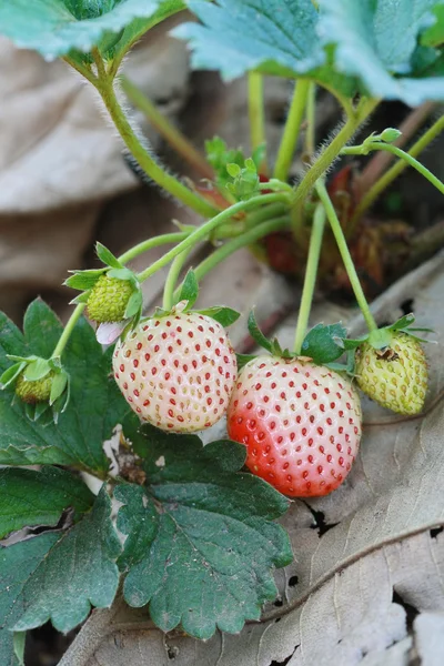 Group strawberry in garden — Stock Photo, Image