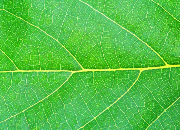 Textura natural de la hoja verde — Stockfoto