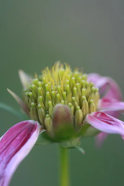 Pólen de flor macro — Fotografia de Stock