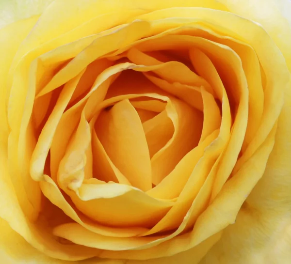 Macro yellow rose — Stock Photo, Image