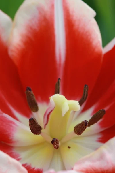 Pollen de tulipe rouge macro — Photo