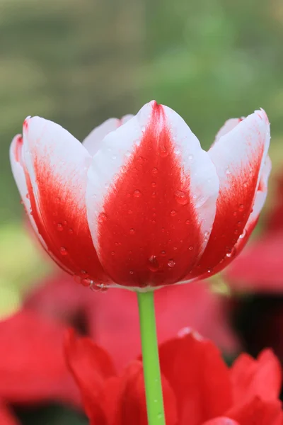 Jeden červený bílý Tulipán — Stock fotografie