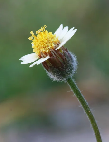 Macro yellow grass flower, pollen — Stock Photo, Image