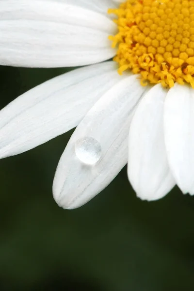 Gota de orvalho de água na flor de margarida — Fotografia de Stock