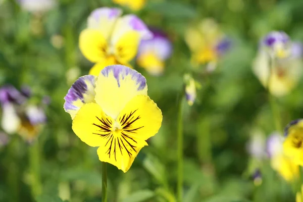 Flor de grama selvagem amarelo — Fotografia de Stock