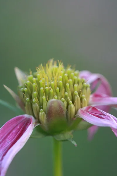 Polen de flor macro — Foto de Stock