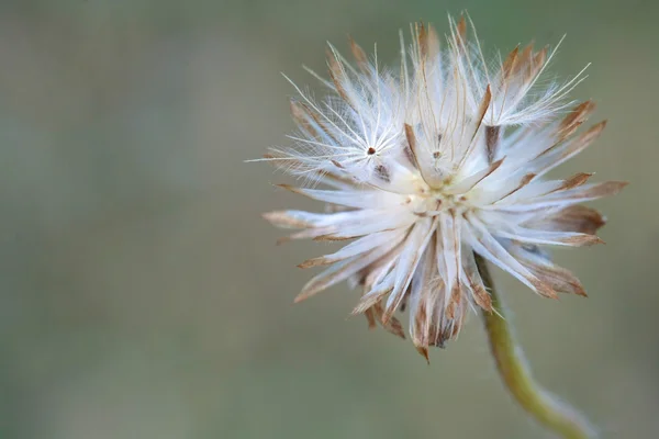 Macro polen blanco de pequeña flor de hierba silvestre en el campo tropical —  Fotos de Stock