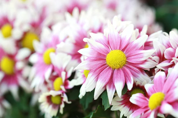 Taze Pembe çiçek — Stok fotoğraf