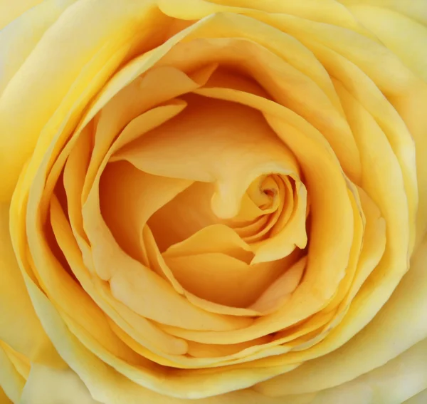 Macro yellow rose — Stock Photo, Image