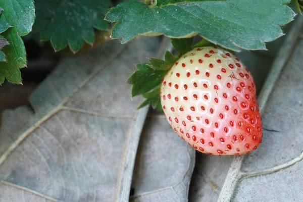 One strawberry in garden — Stock Photo, Image