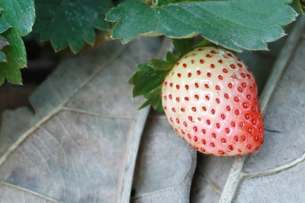 Una fresa en el jardín — Foto de Stock