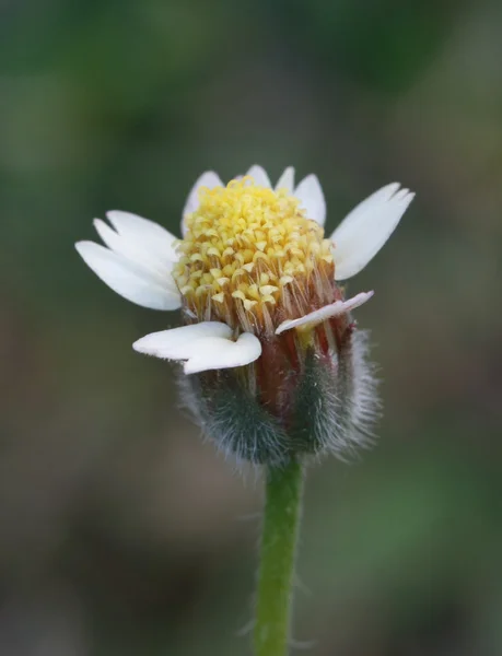 Makro gult gräs blomma, pollen — Stockfoto