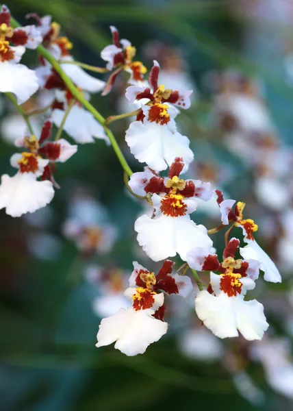 Flor de orquídea silvestre blanca, Oncidium — Foto de Stock