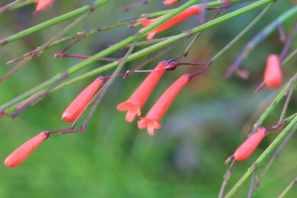 Flor pequena vermelha da grama — Fotografia de Stock