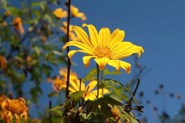 Mexican Sunflower Weed bloom in November of each year at Doi Mae — Stock Photo, Image