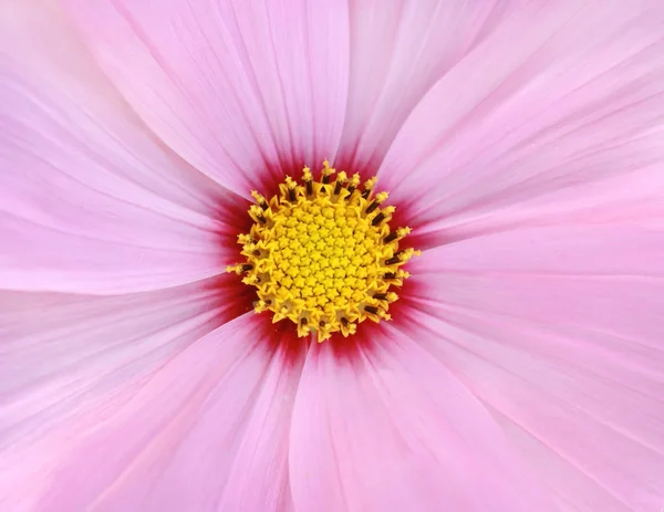 Rosa cosmos flor fondo —  Fotos de Stock