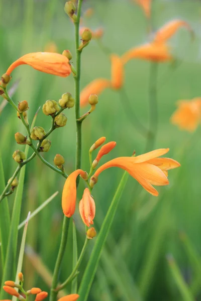 Flor de hierba amarilla en el campo, Crocosmia sp . — Foto de Stock