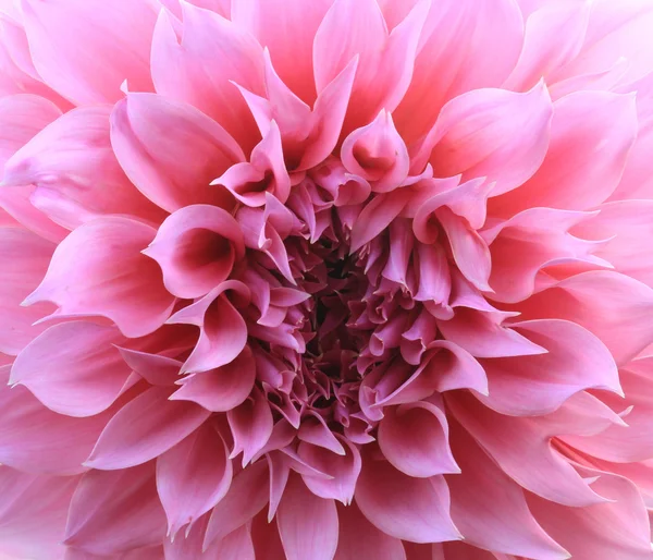 Rosa Dahlie Blume Hintergrund — Stockfoto
