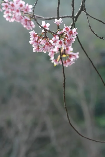 Kirschblüte, Chiang Mai, Thailand — Stockfoto