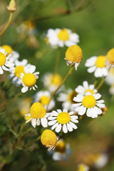 Kamomill blommor pÃ ¥en äng pÃ ¥sommaren — Stockfoto