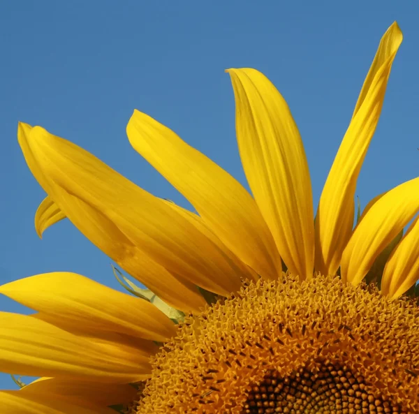 Sunflower garden — Stock Photo, Image