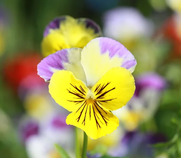 Yellow wild grass flower — Stock Photo, Image