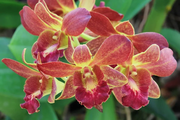 Dendrobium, rote Orchidee — Stockfoto
