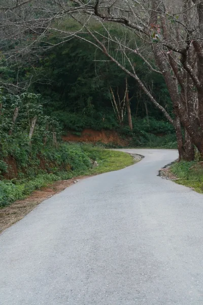 Route en forêt — Photo