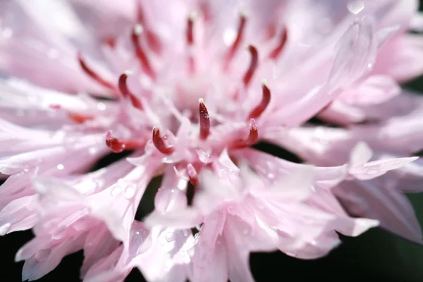 Pólen macro na flor rosa — Fotografia de Stock