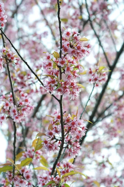 樱花盛开，清迈泰国 — 图库照片