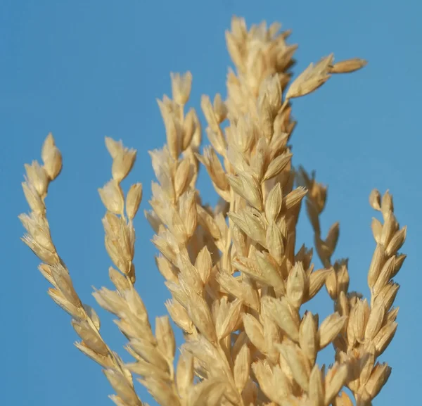 Ječmen a modrá obloha, pšeničné zrno — Stock fotografie
