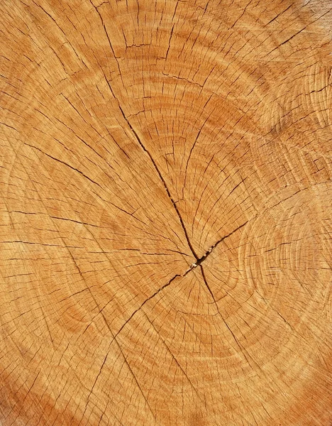 Textura de sección de madera — Foto de Stock