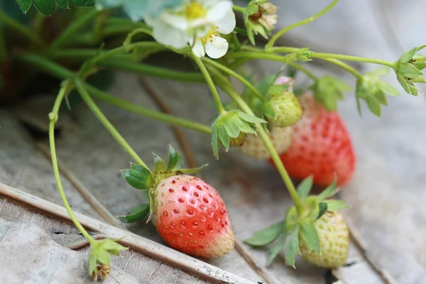 Grupo fresa en el jardín — Foto de Stock
