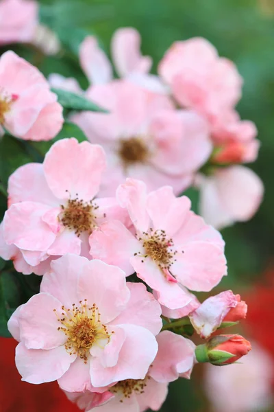 Stuifmeel van kleine roze roos, clair matin steeg — Stockfoto