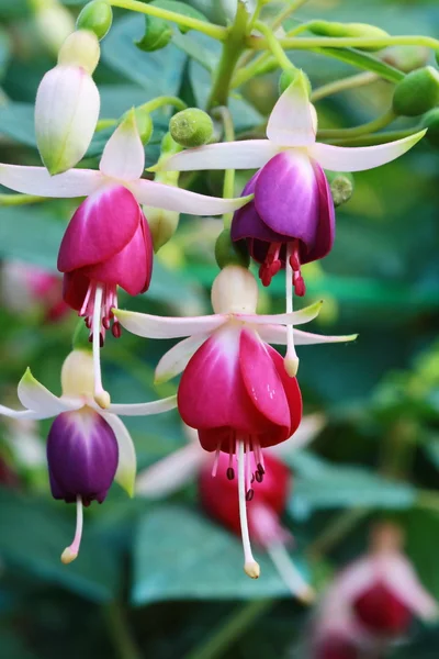 Fushia çiçek — Stok fotoğraf
