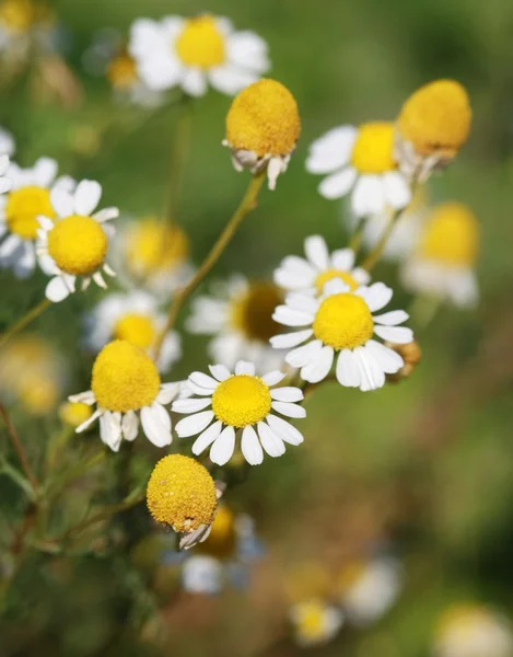 Chamomile flowers on a meadow in summer — Stock Photo, Image